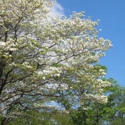 Amerikanischer Blumen-Hartriegel - Blütenwolke im Frühling