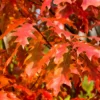 Amerikanische Roteiche - Feuriges Herbstlaub garantiert