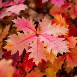 Amerikanische Roteiche - Feuriges Herbstlaub garantiert