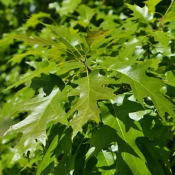 Amerikanische Roteiche - Feuriges Herbstlaub garantiert