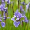 Amerikanische Schwertlilie - Farbe am Wasserrand