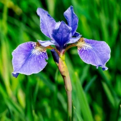 Amerikanische Schwertlilie - Farbe am Wasserrand