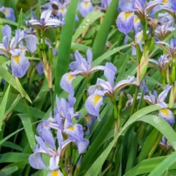 Amerikanische Schwertlilie - Farbe am Wasserrand