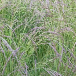 Amethyst-Schwingel - Blaues Gras, sofort Struktur