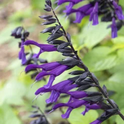 Amistad Hybrid-Salbei - Blüten von Mai bis Oktober