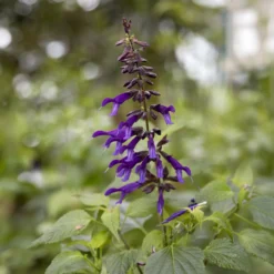 Amistad Hybrid-Salbei - Blüten von Mai bis Oktober