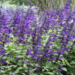 Amistad Hybrid-Salbei - Blüten von Mai bis Oktober