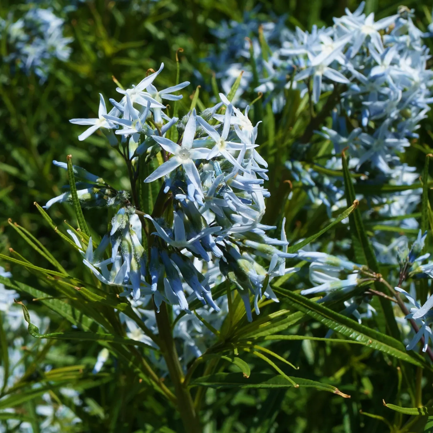 Amsonia hubrichtii - Goldenes Herbstfeuerwerk