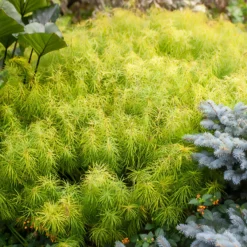 Amsonia hubrichtii - Goldenes Herbstfeuerwerk