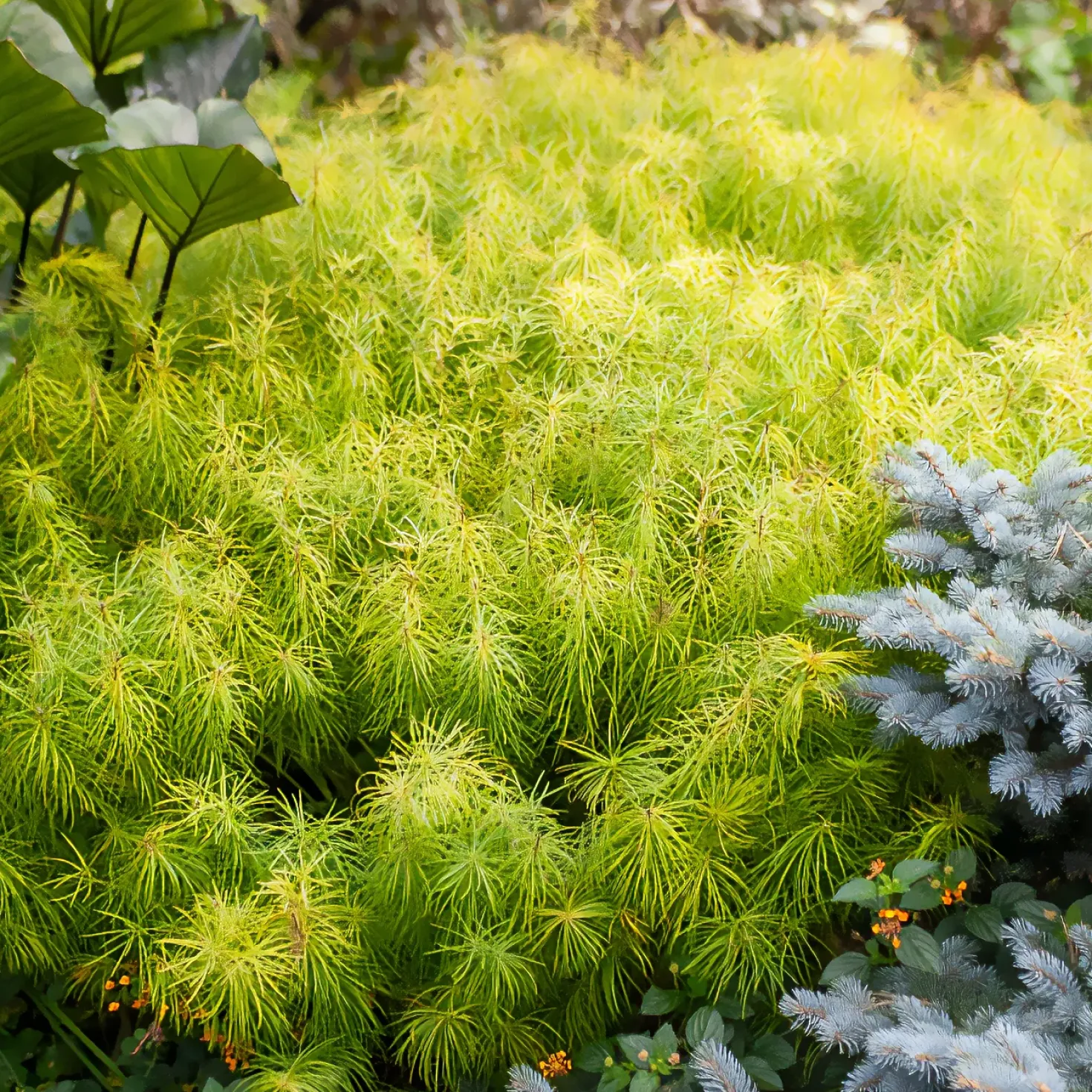 Amsonia hubrichtii - Goldenes Herbstfeuerwerk