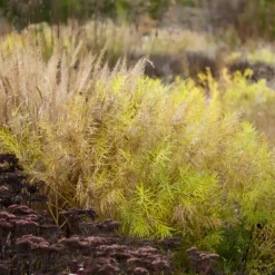 Amsonia hubrichtii - Goldenes Herbstfeuerwerk