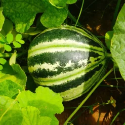 Ananas-Melone ‘Oranje Ananas’ - Süß wie Ananas, reif im August