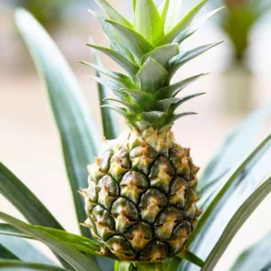 Ananaspflanze Ananas 'Corona' - Echte Ananas im Wohnzimmer
