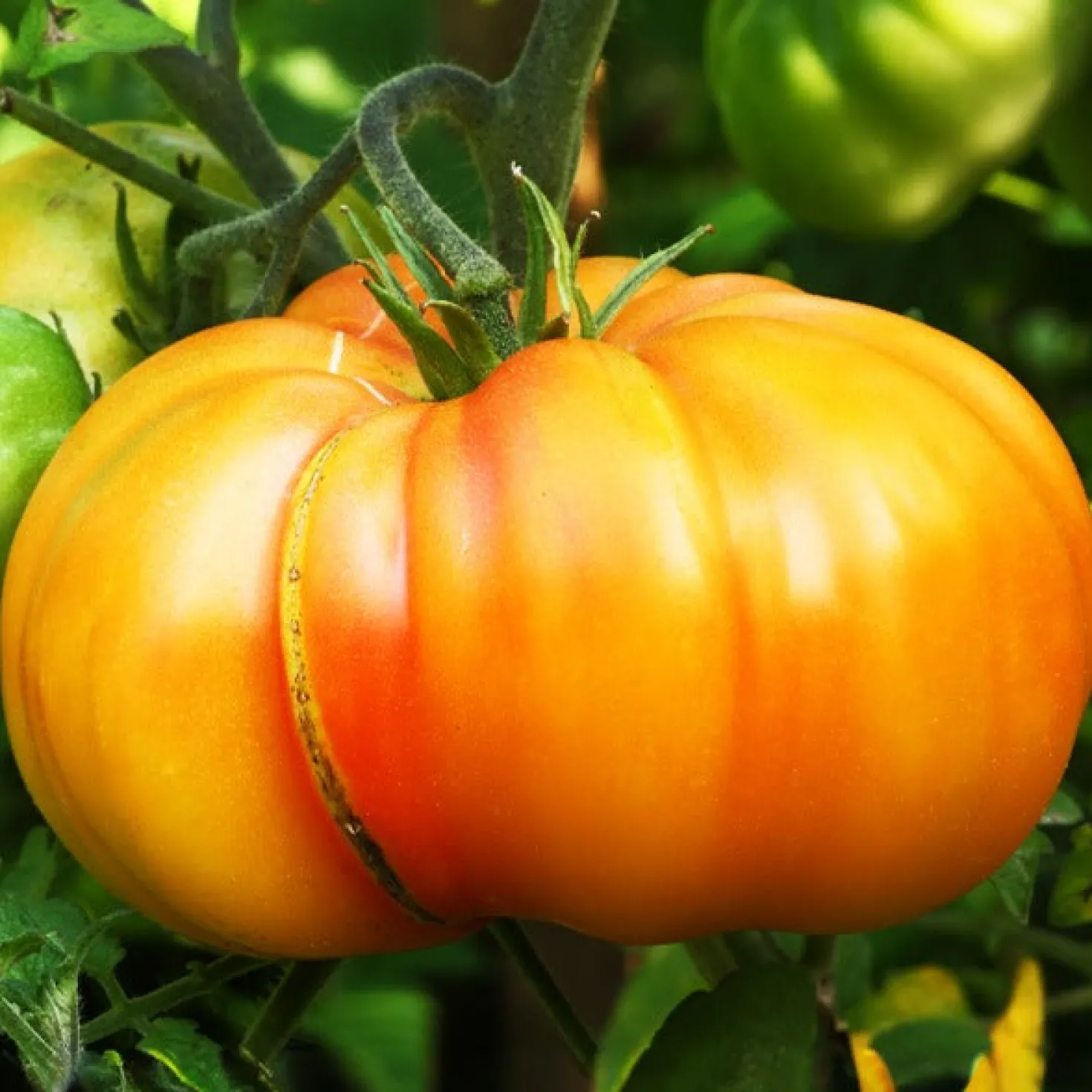 Ananas-Tomate - Süße Ernte, gelb-orange