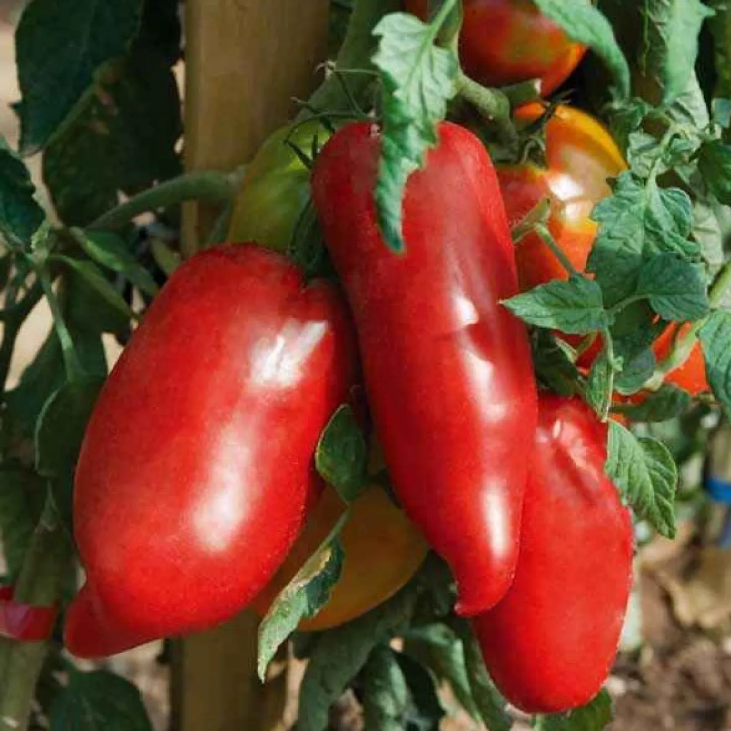 Andenhörnchen-Tomate Pflanzen (x3) - Süße Sauce ohne Kerne