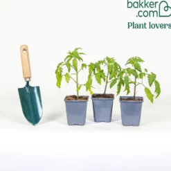 Andenhörnchen-Tomate Pflanzen (x3) - Süße Sauce ohne Kerne