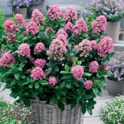 Andenstrauch Pink Elle - Blüten den ganzen Sommer