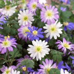 Anemone blanda Mischung - Farbteppich im Frühling