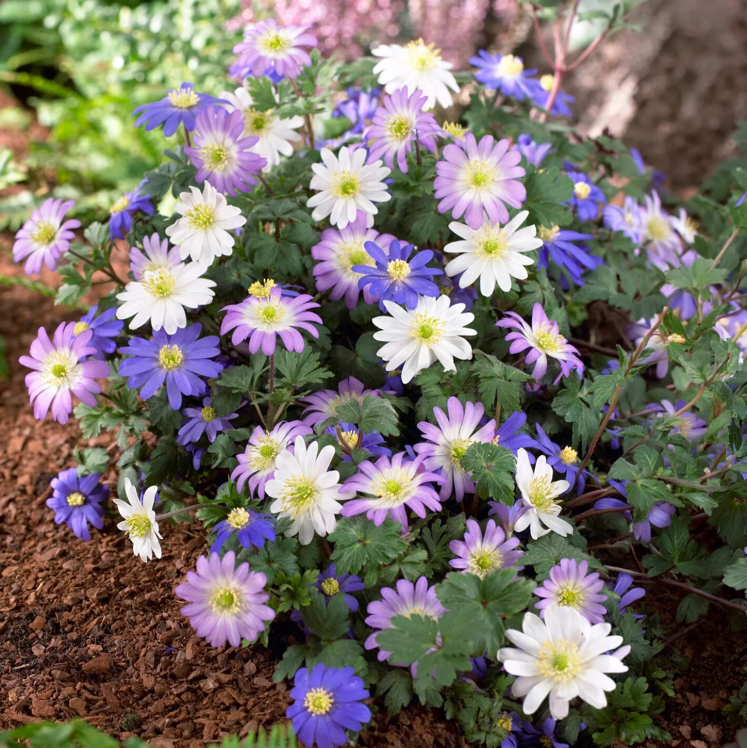 Anemone blanda Mischung - Farbteppich im Frühling