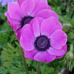 Anemonen coronaria - Rosa - Rosa Blüten, kinderleicht