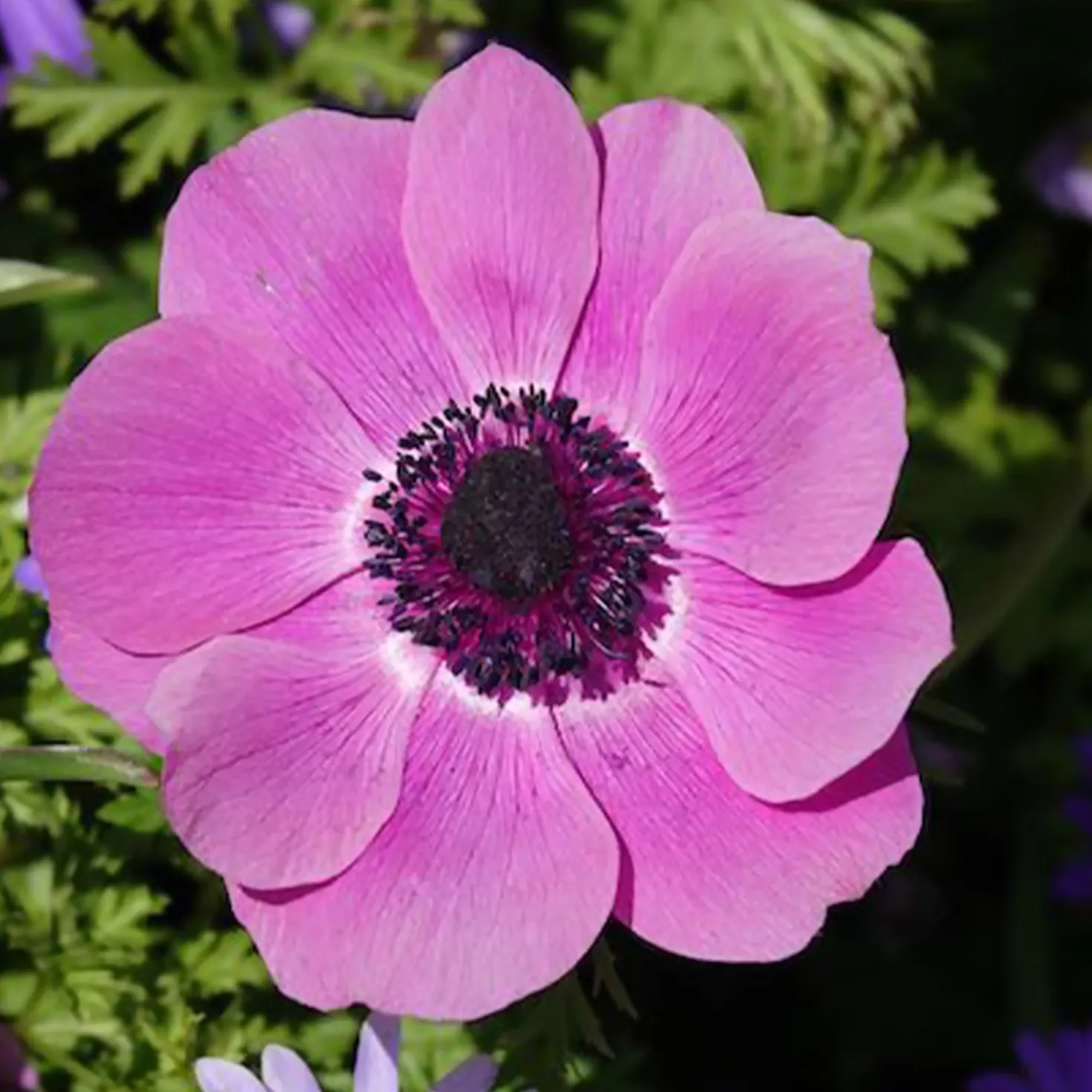 Anemonen coronaria - Rosa - Rosa Blüten, kinderleicht