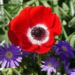 Anemonen coronaria - Rot - Leuchtend rot im Frühling