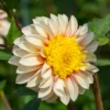 Anemonen-Dahlie Polka - Sonnengelb den ganzen Sommer