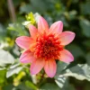 Anemonen-Dahlie ‘Totally Tangerine’ - Orange, das sofort begeistert