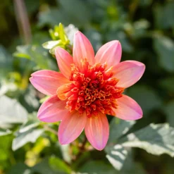 Anemonen-Dahlie ‘Totally Tangerine’ - Orange, das sofort begeistert