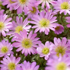 Anemone Pink Star - Rosa Sternenteppich im Frühling