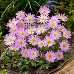 Anemone Pink Star - Rosa Sternenteppich im Frühling