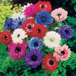 Anemone 'Sainte Brigitte' Mischung (x30) - Gefüllte Blüten, sofort Farbe