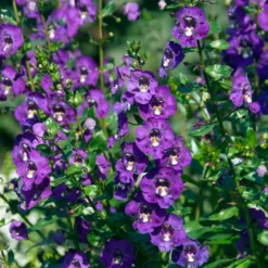 Angelonia - Blüht bis in den Herbst