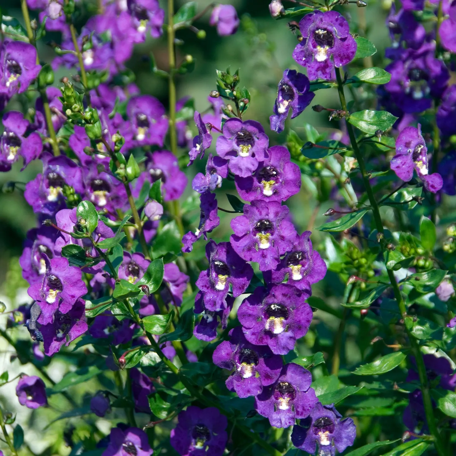Angelonia - Blüht bis in den Herbst