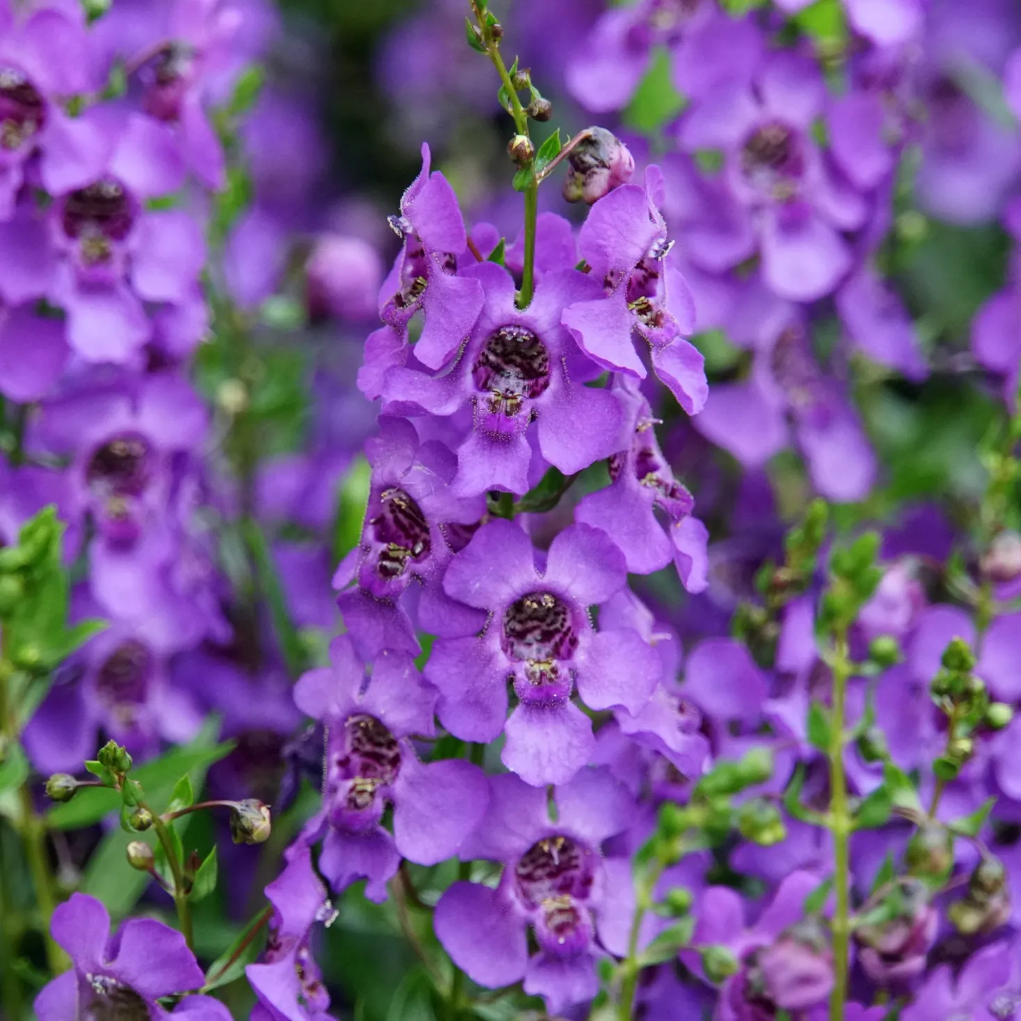 Angelonia - Blüht bis in den Herbst