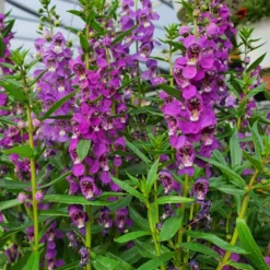 Angelonia - Blüht bis in den Herbst