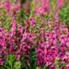Angelonie rosa - Farbe den ganzen Sommer
