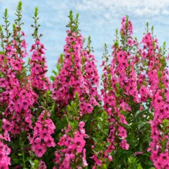 Angelonie rosa - Farbe den ganzen Sommer
