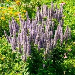 Anis-Duftnessel - Duft, Bienen und Farbe