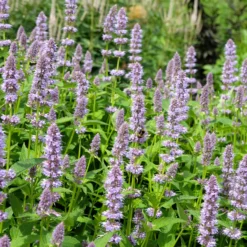 Anis-Duftnessel - Duft, Bienen und Farbe