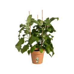Anzuchttopf Green Basics Mild Terra ELHO - Anzucht leicht gemacht