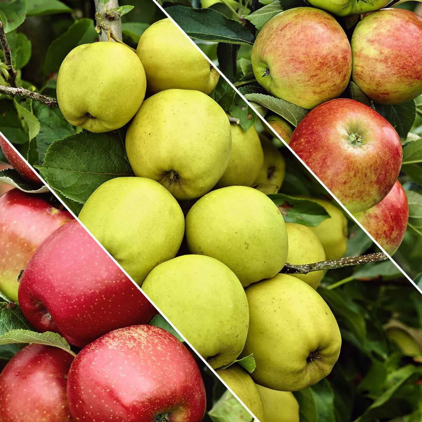 Apfelbaum auf Stamm, 3 Sorten in 1 - Drei Äpfel, ein Baum