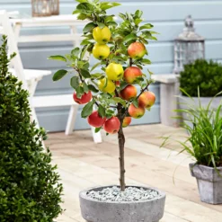 Apfelbaum auf Stamm, 3 Sorten in 1 - Drei Äpfel, ein Baum