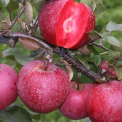 Apfelbaum Baya Marisa - Rotes Fruchtfleisch, echter Blickfang