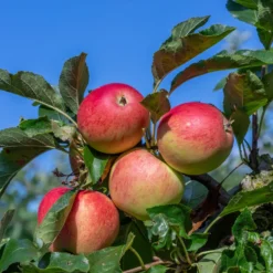 Apfelbaum 'Gala' - Süße Äpfel, leicht geerntet