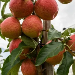 Apfelbaum 'Gala' - Süße Äpfel, leicht geerntet