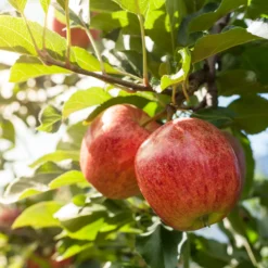 Apfelbaum 'Gala' - Süße Äpfel, leicht geerntet