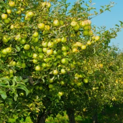 Apfelbaum ‘Golden Delicious’ - Süße Ernte, einfach gemacht