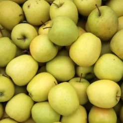 Apfelbaum ‘Golden Delicious’ - Süße Ernte, einfach gemacht