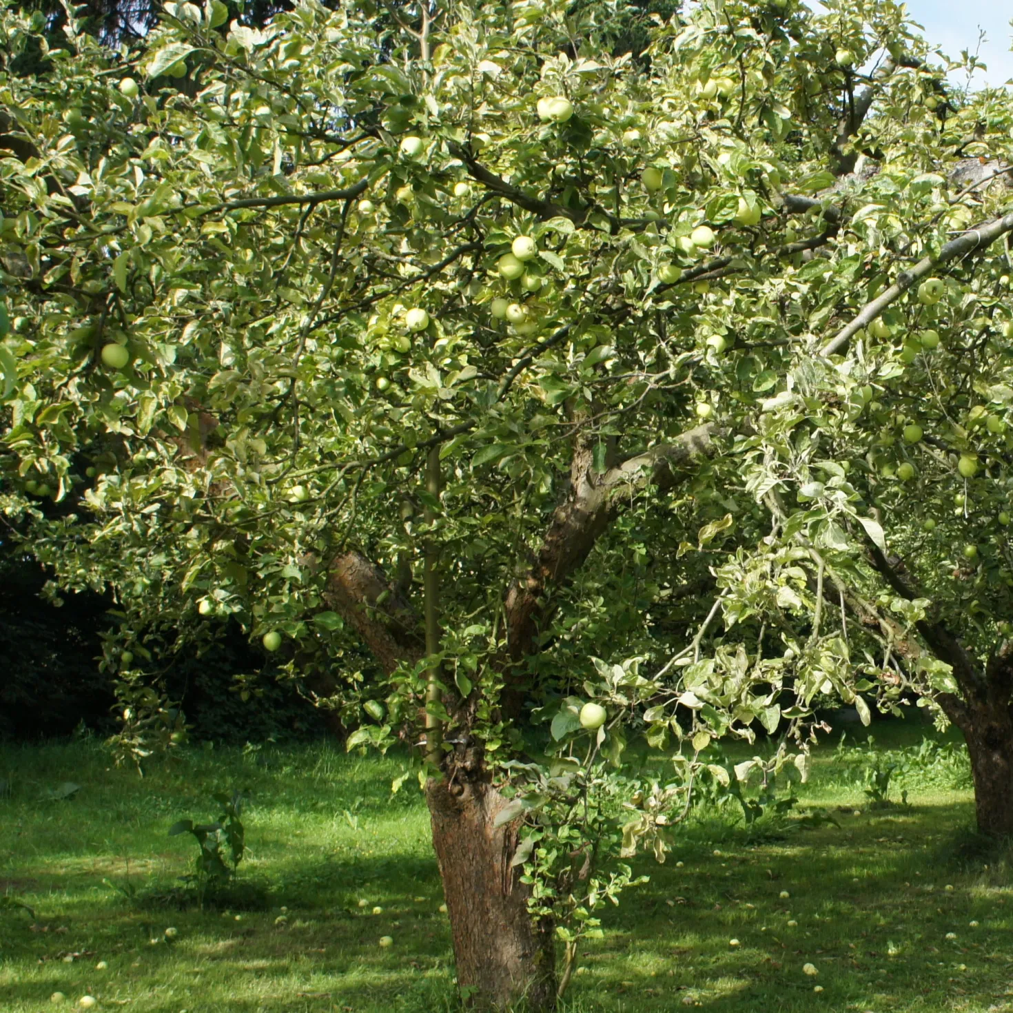 Apfelbaum Granny Smith - Knackig grün, einfach lecker